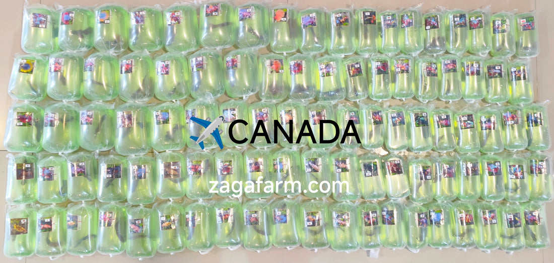 Export 103 Betta Fish to CANADA