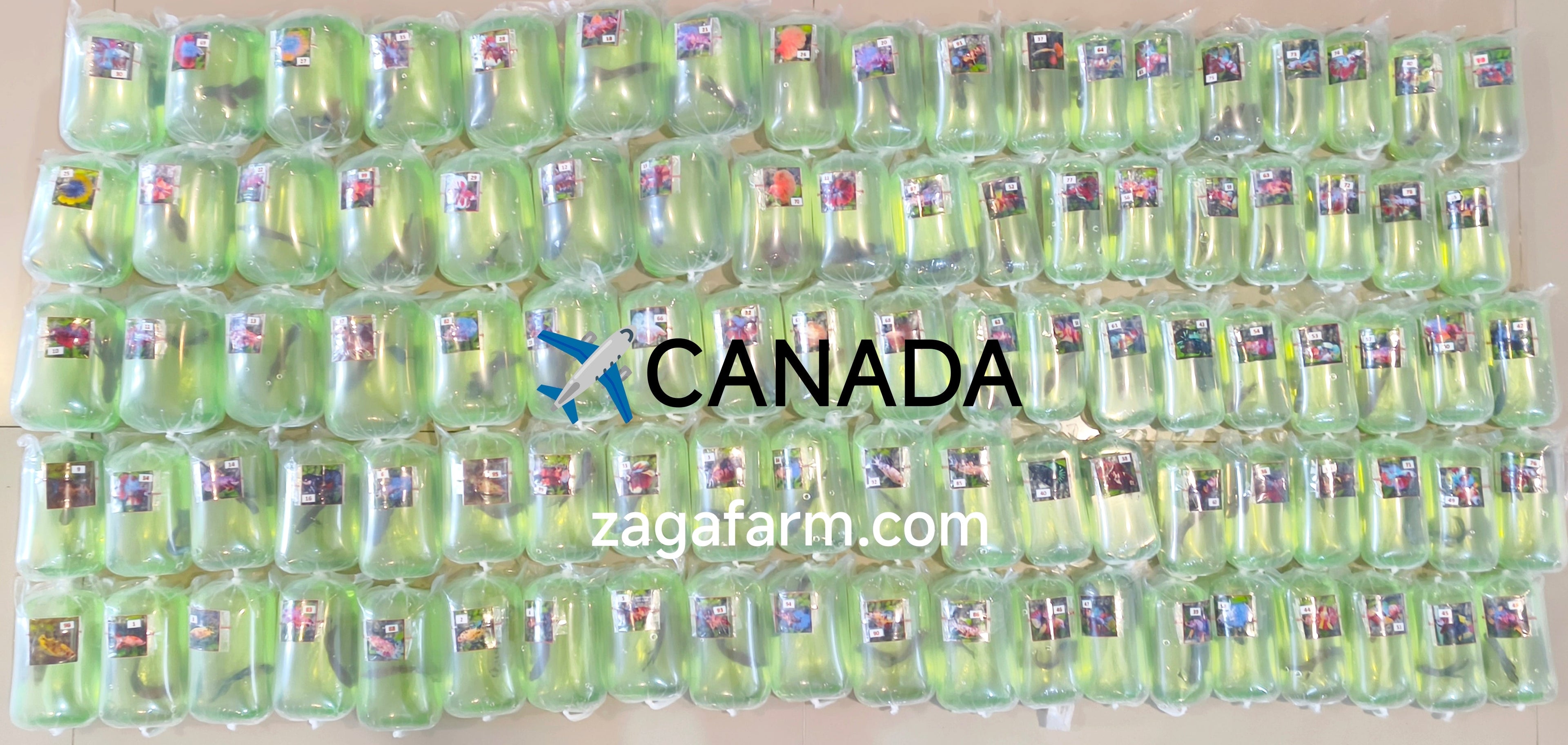 Export 103 Betta Fish to CANADA