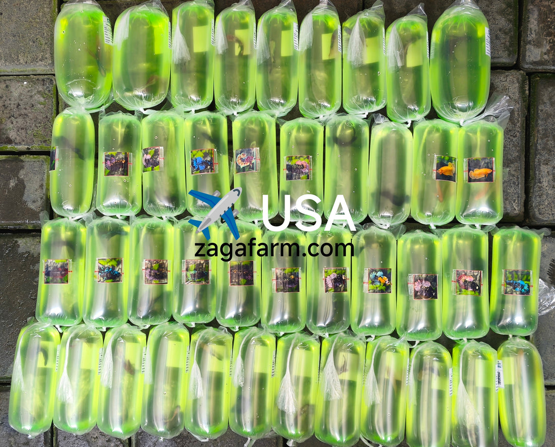 Export 42 Betta Fish to USA