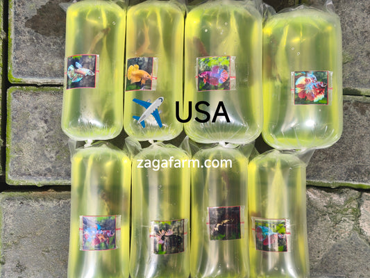 Export 6 Betta Fish to Germany