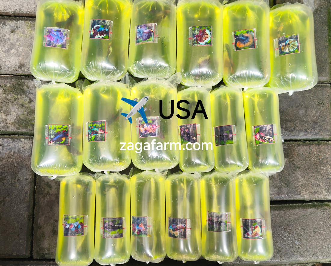 Export 18 Betta to USA