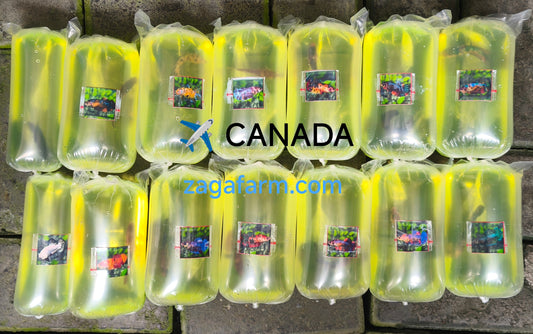 Export 14 Betta to CANADA