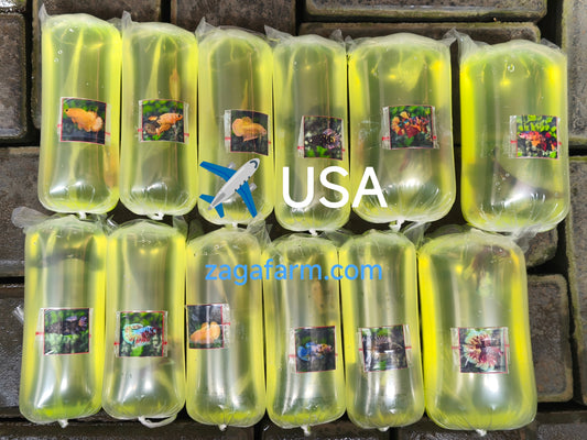 Export 12 Betta to USA