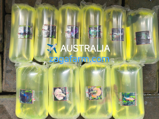 Export 10 Betta to Australia ✈️