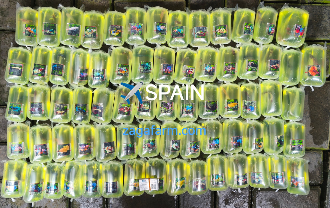 Export 112 Betta to Europe ✈️