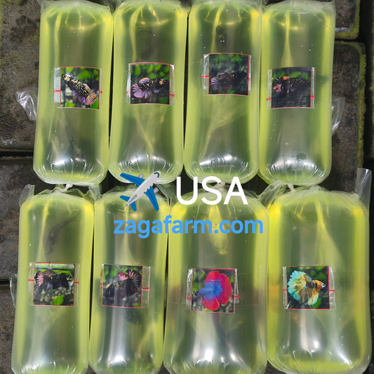 Export 8 Betta to USA ✈️