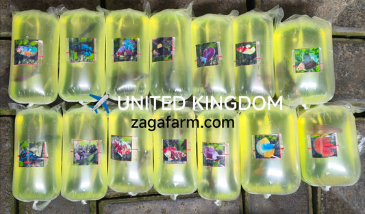 Export 14 Betta to UK ✈️