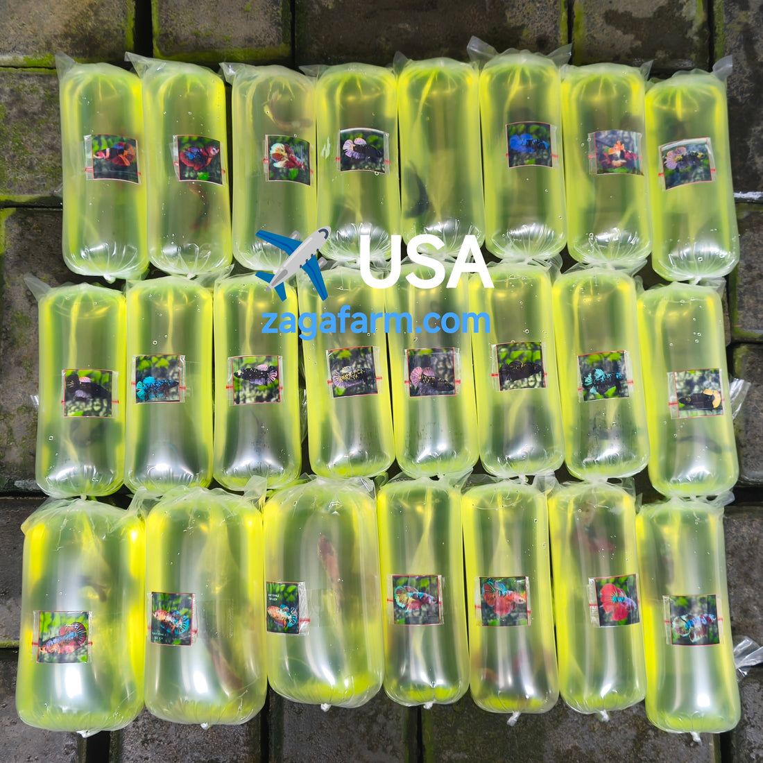 Export 28 Betta to USA ✈️