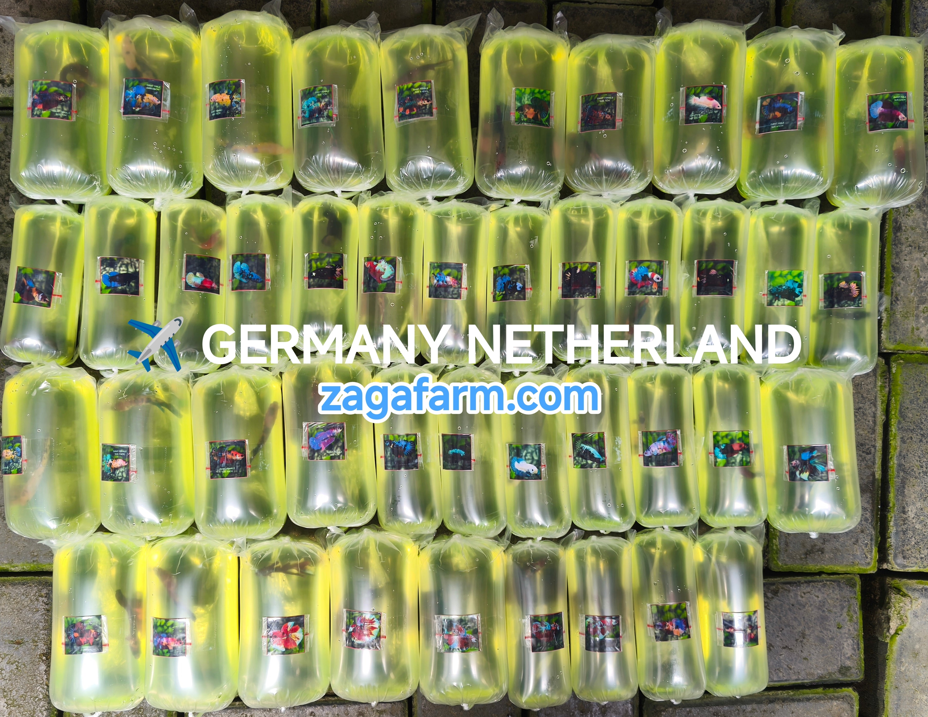 Export 43 Betta to Germany and Netherland ✈️