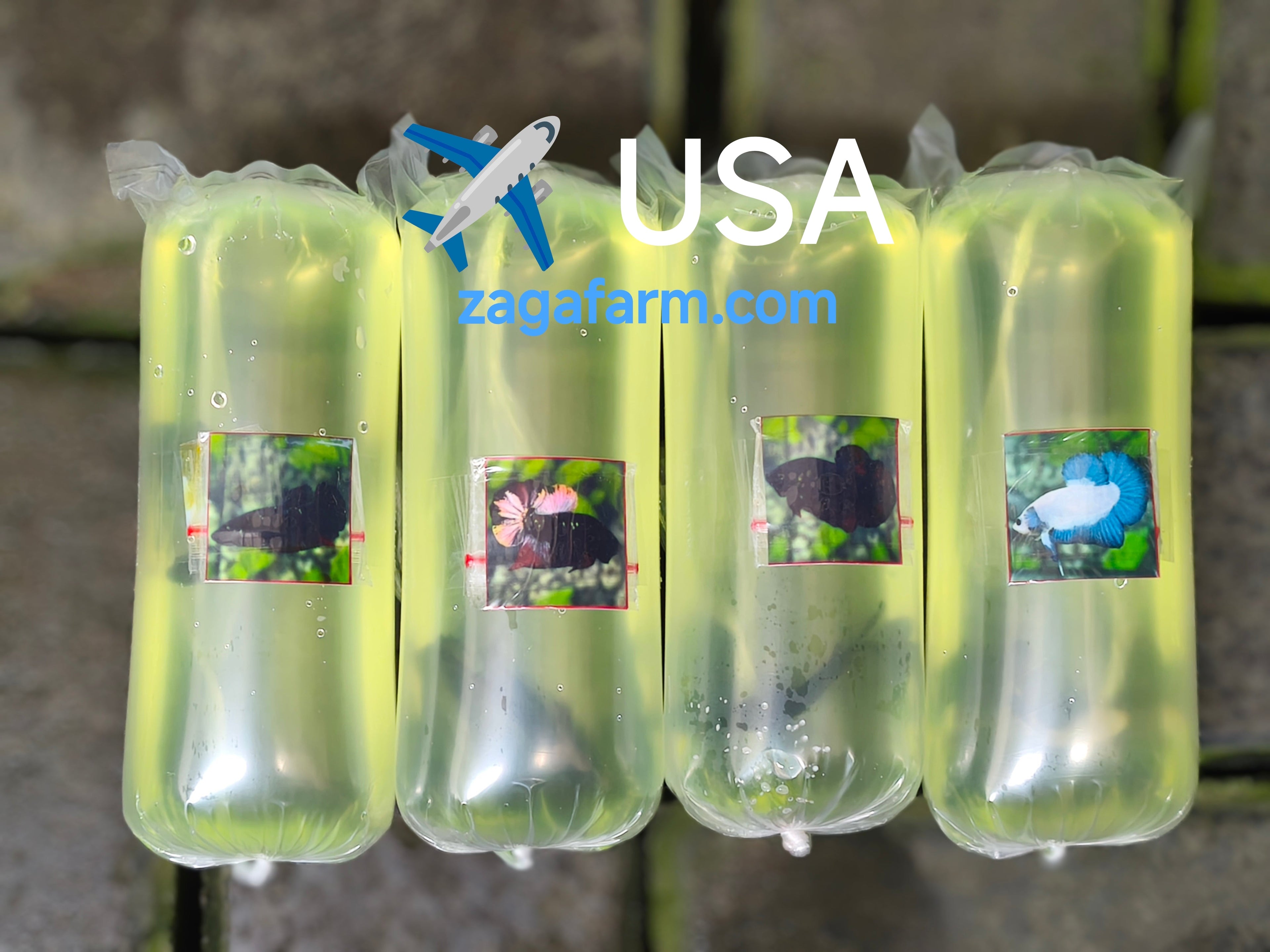Export 4 Betta to USA