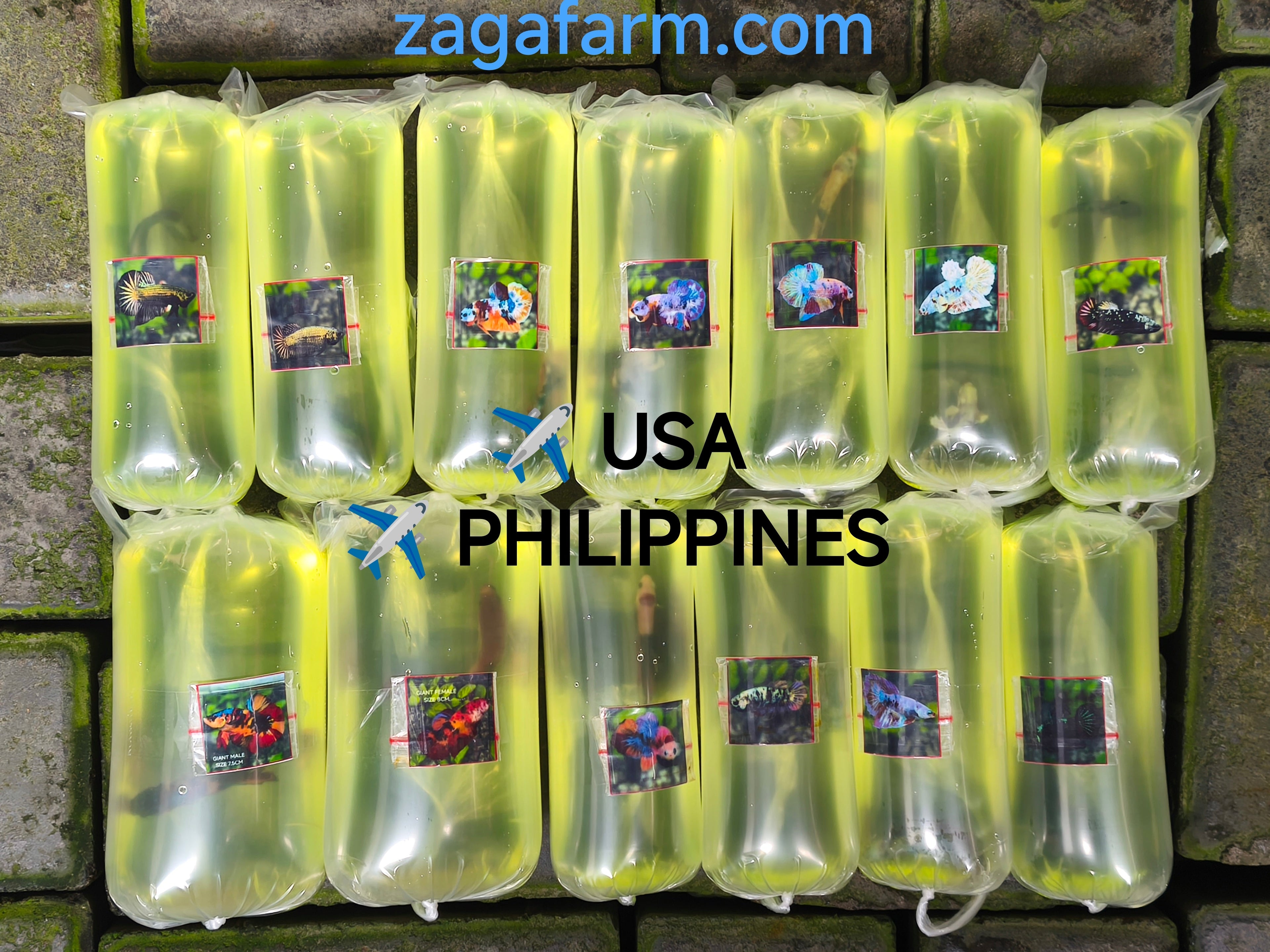 Export 13 Betta Fish to USA and Philippines