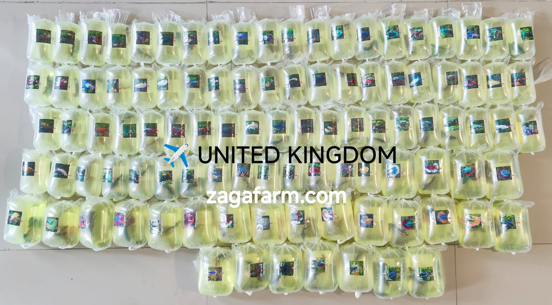 Export 100 Betta to United Kingdom
