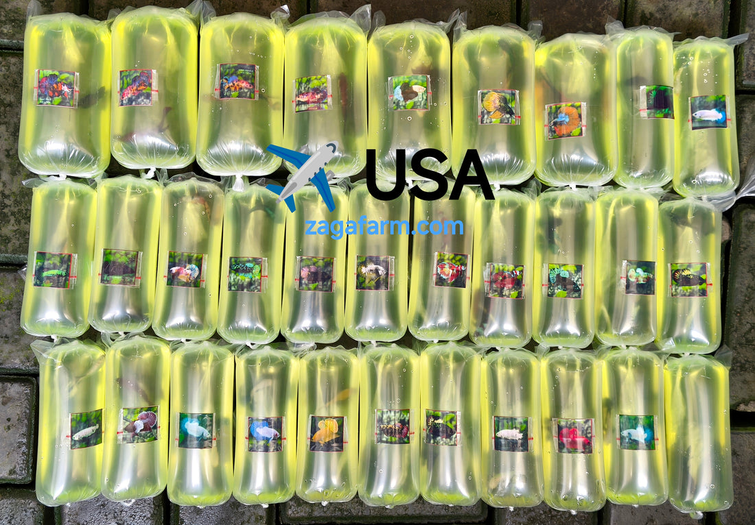 Export 31 Betta to USA