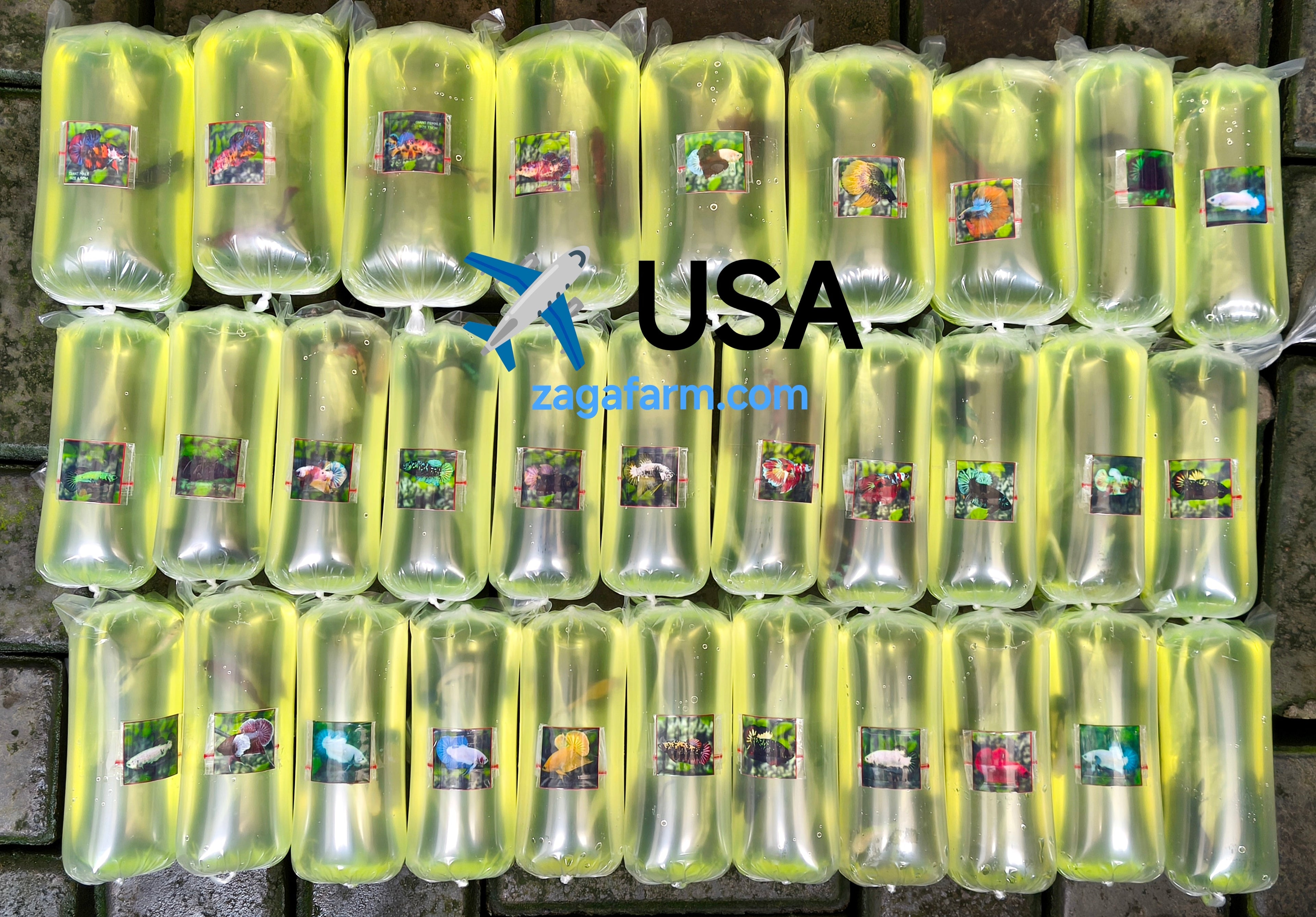 Export 31 Betta to USA