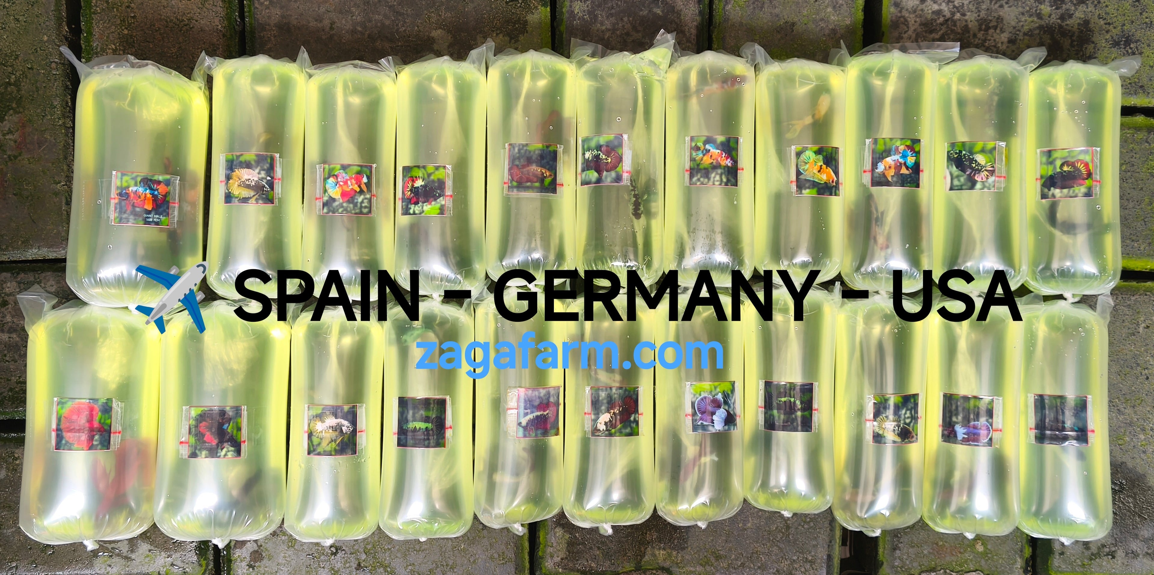 Export 22 Betta to Spain , Germany and USA
