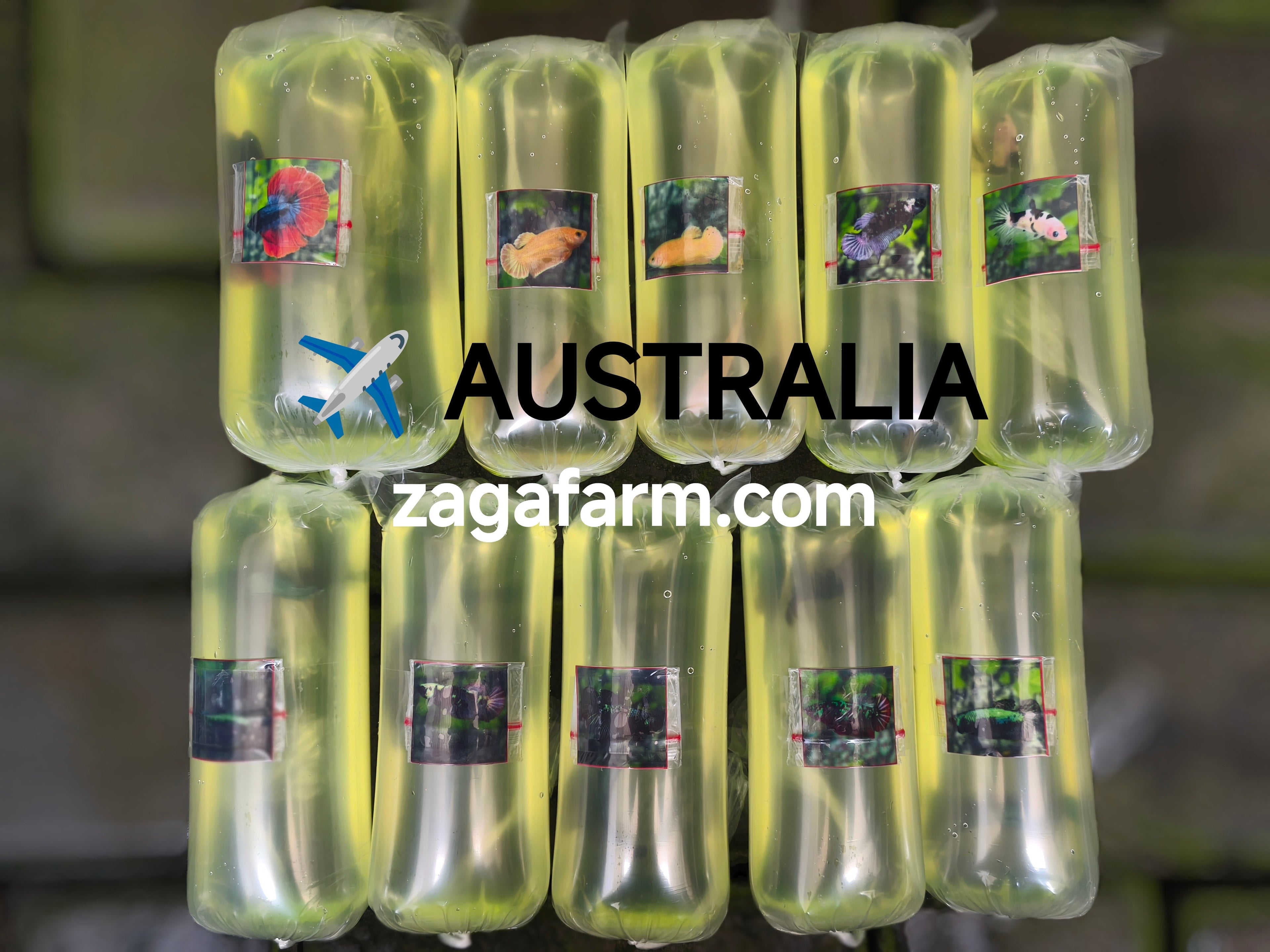 Export 10 Betta to Australia