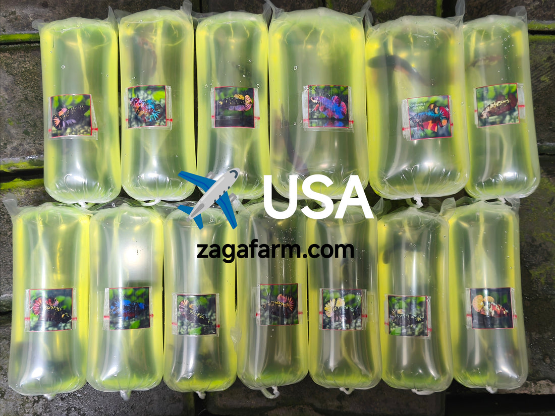 Export 13 Betta to USA