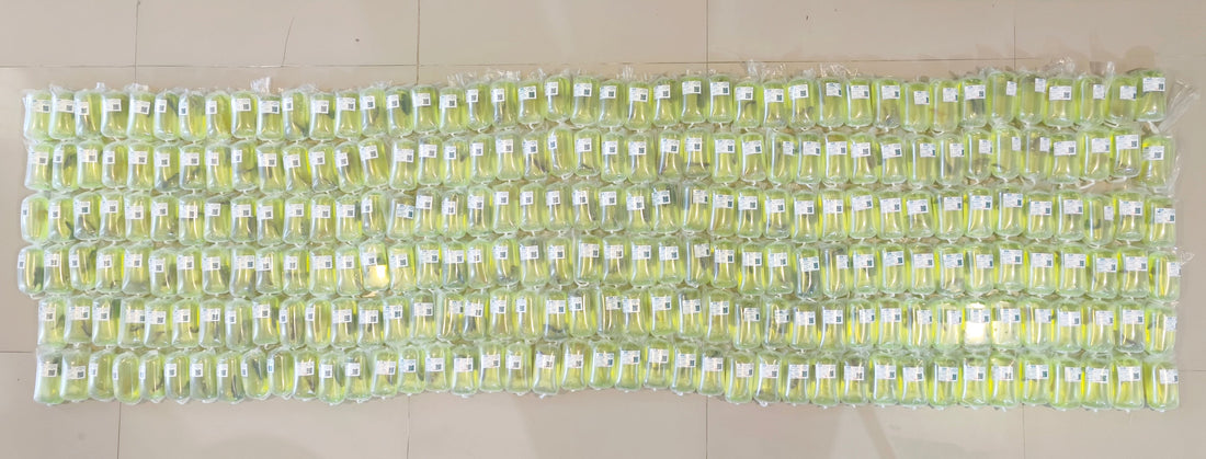 Export 250 Betta to Philippines