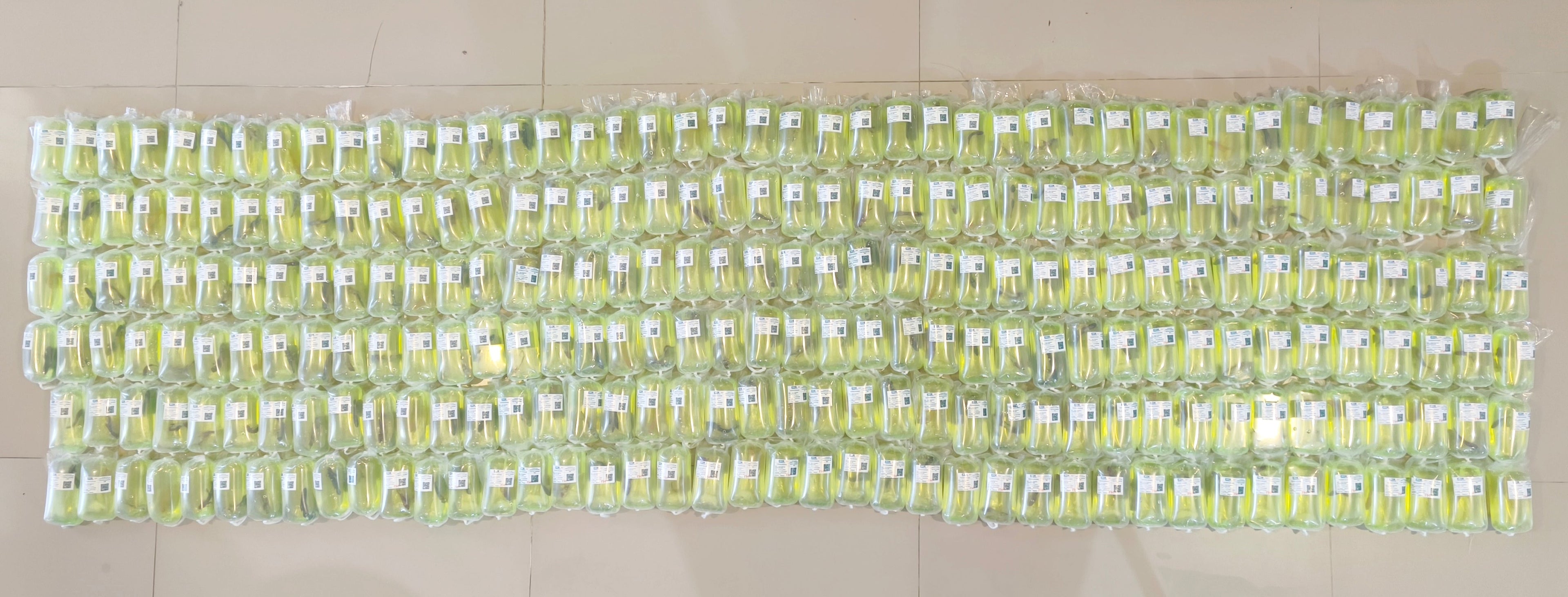 Export 250 Betta to Philippines