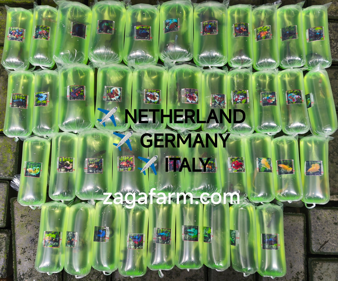 Export 41 Betta to Netherland, Germany and Italy