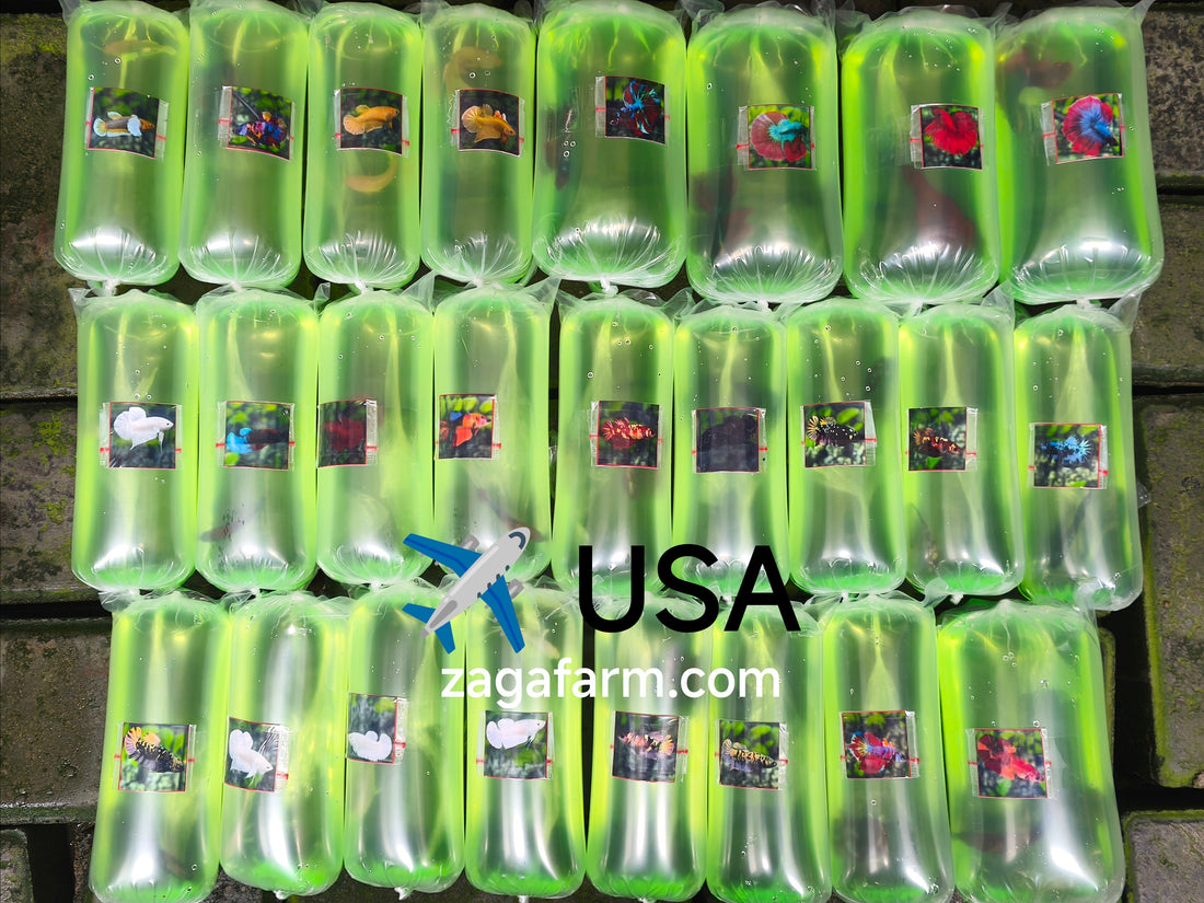 Export 25 Betta to USA