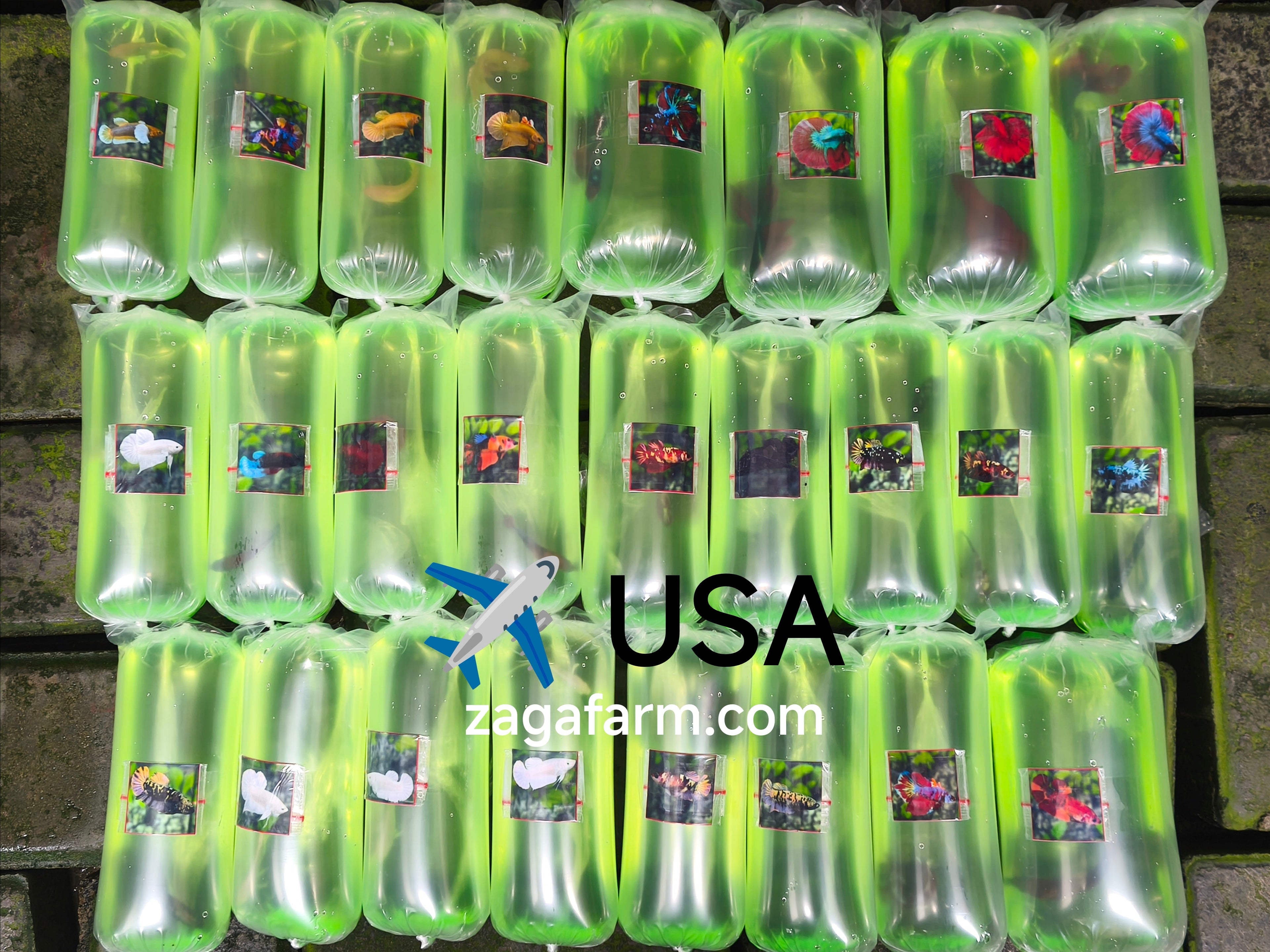 Export 25 Betta to USA