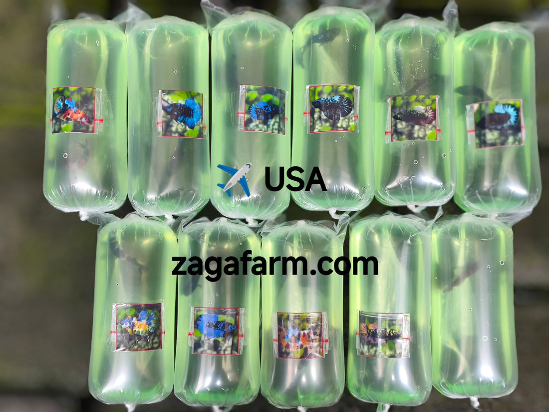 Export 11 Betta to USA