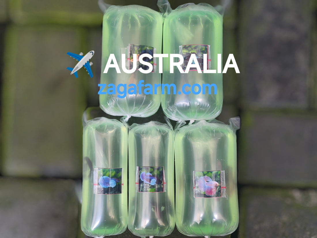 Export 5 Betta to Australia