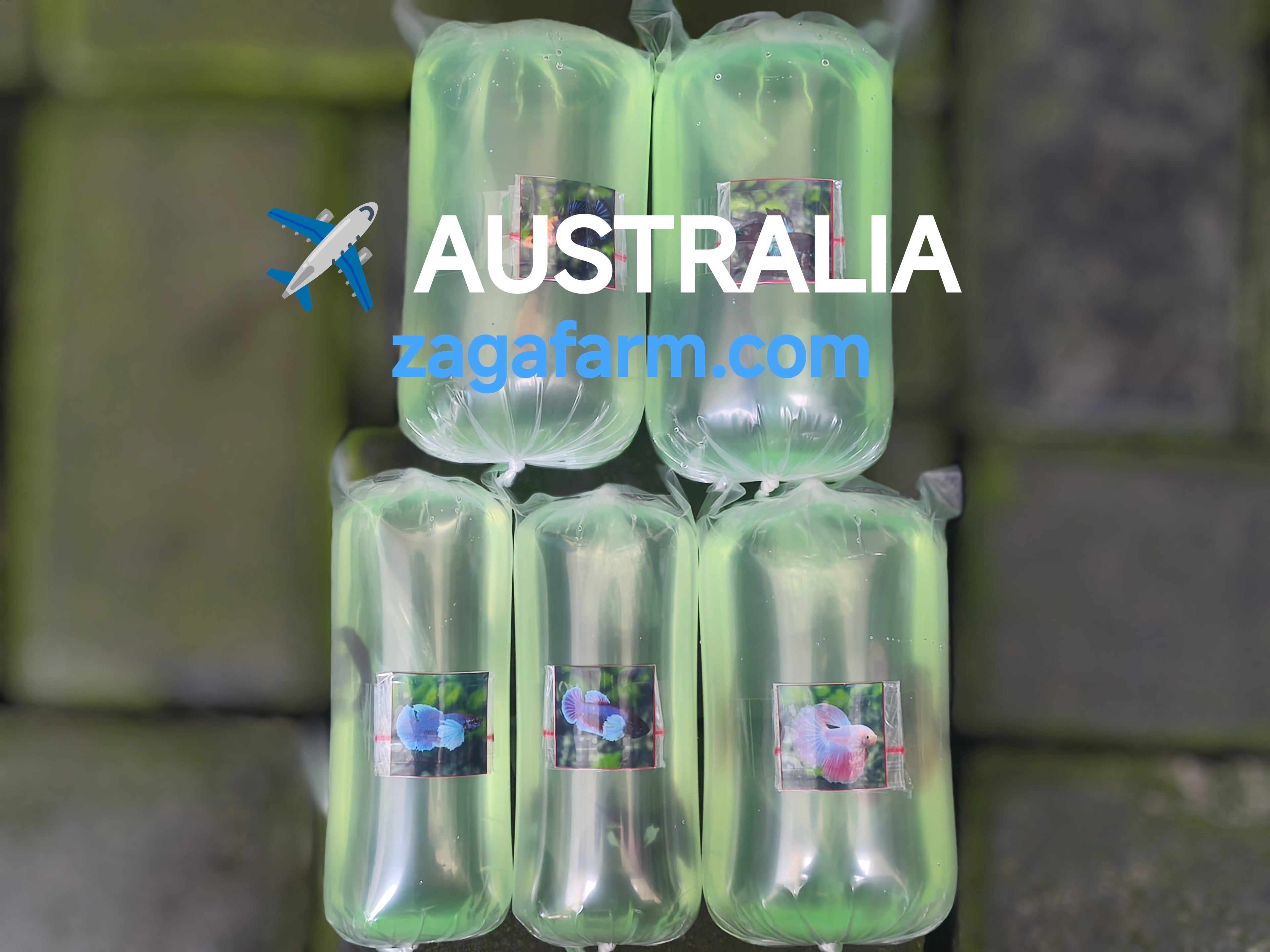 Export 5 Betta to Australia