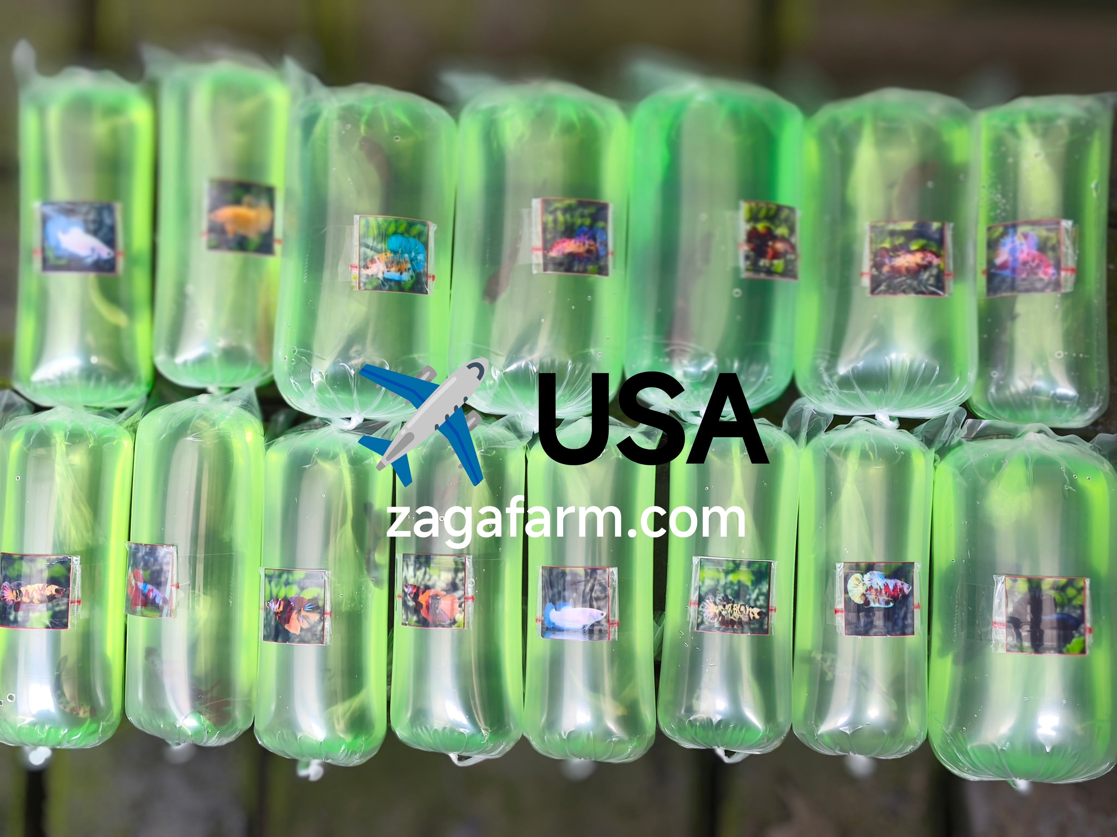 Export 15 Betta to USA