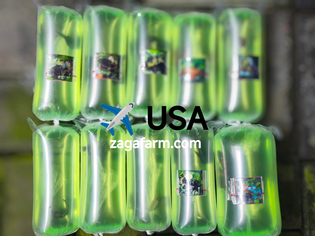 Export 10 Betta to USA