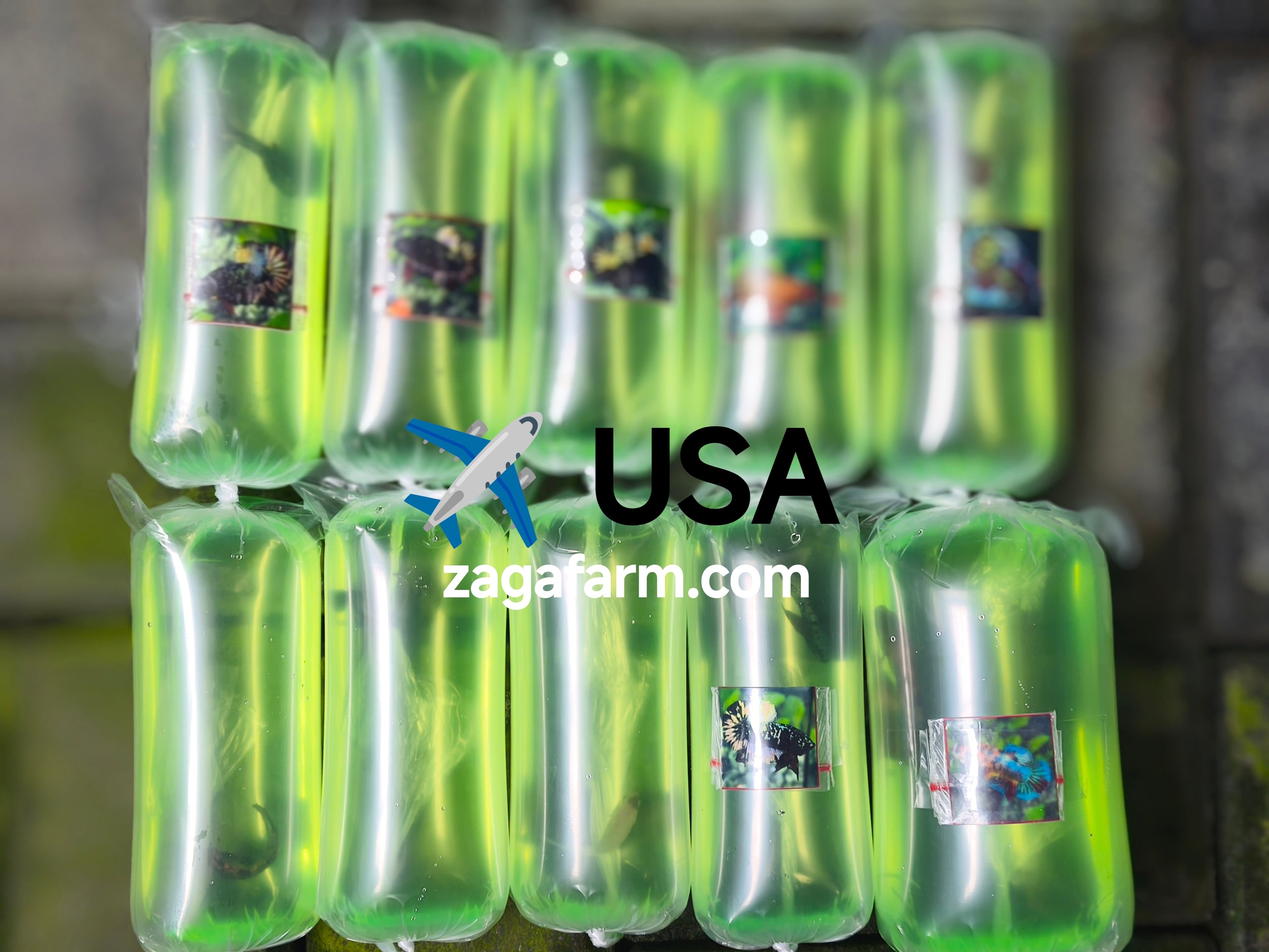 Export 10 Betta to USA
