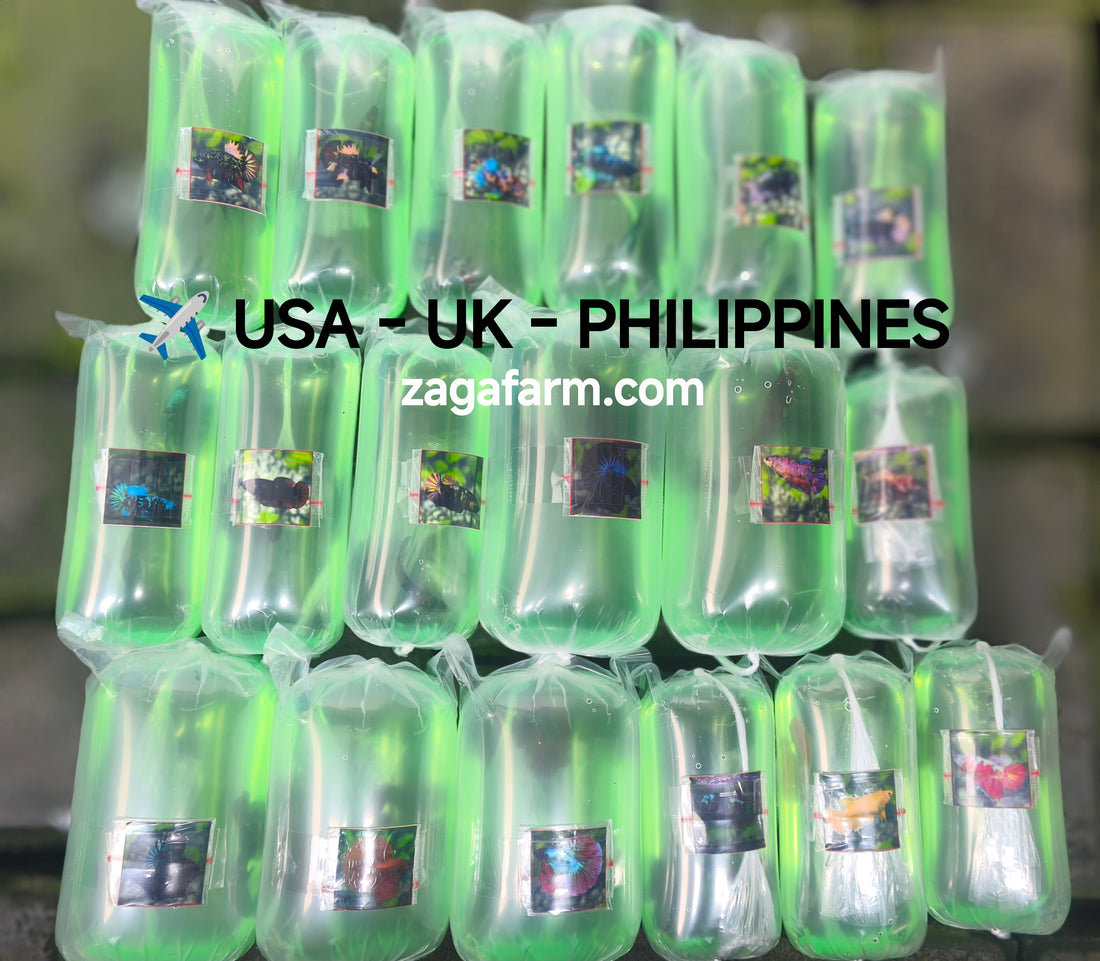Export 18 Betta to USA, UK and Philippines