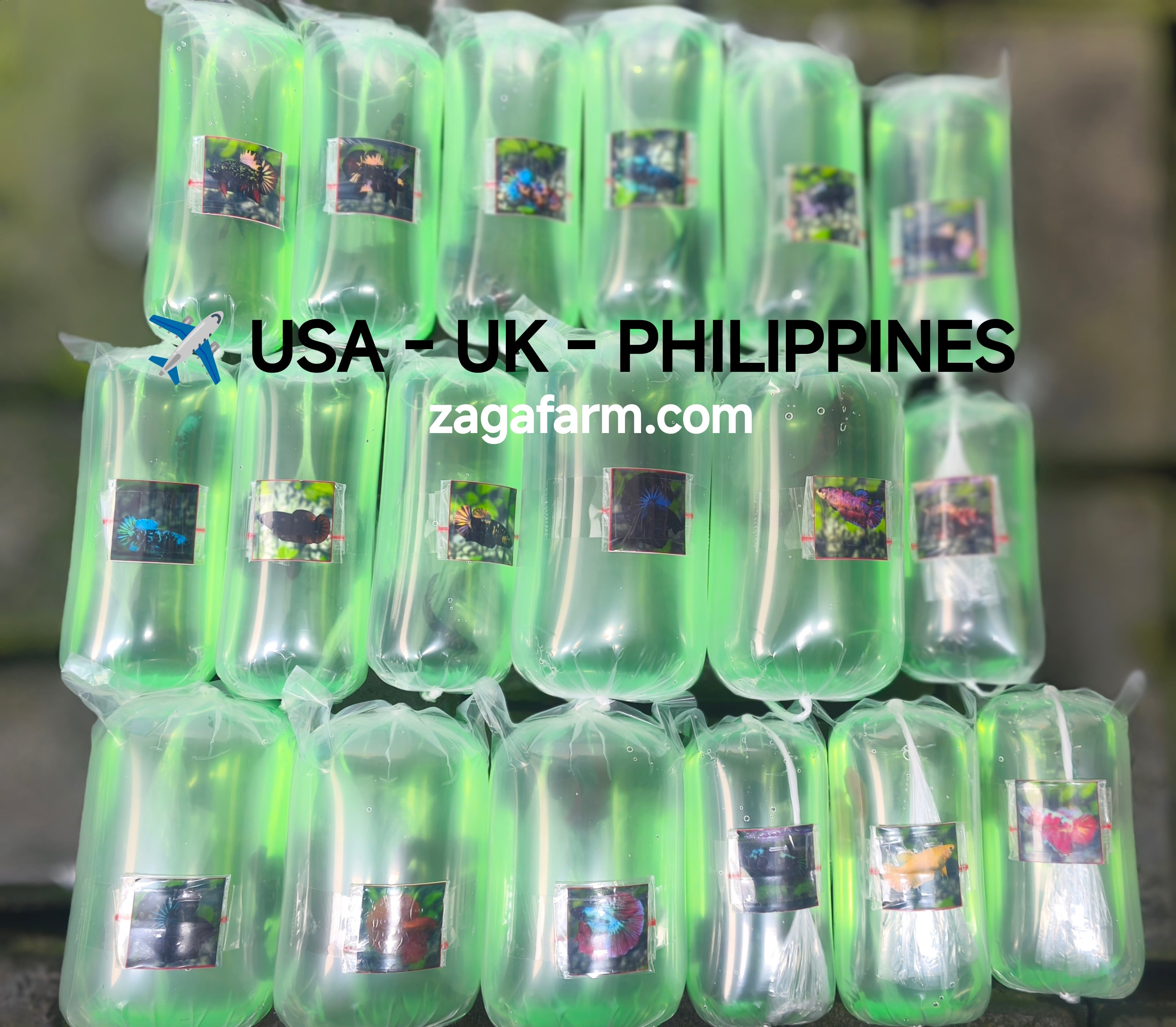 Export 18 Betta to USA, UK and Philippines