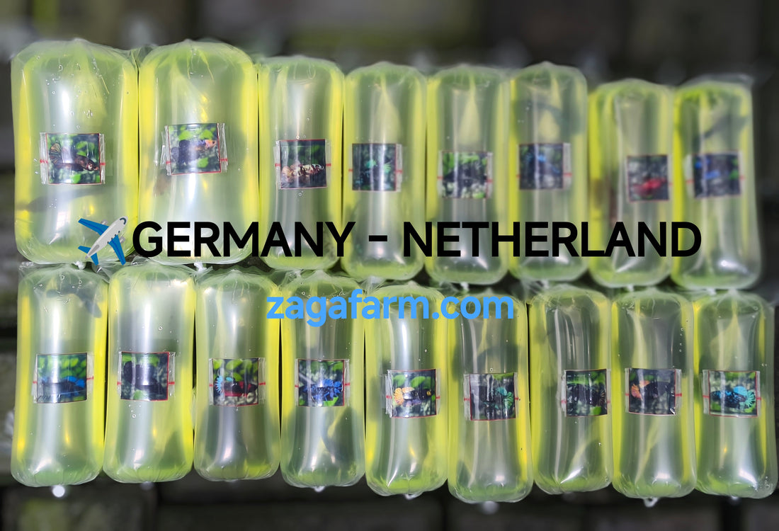 Export 17 Betta to Germany and Netherlands