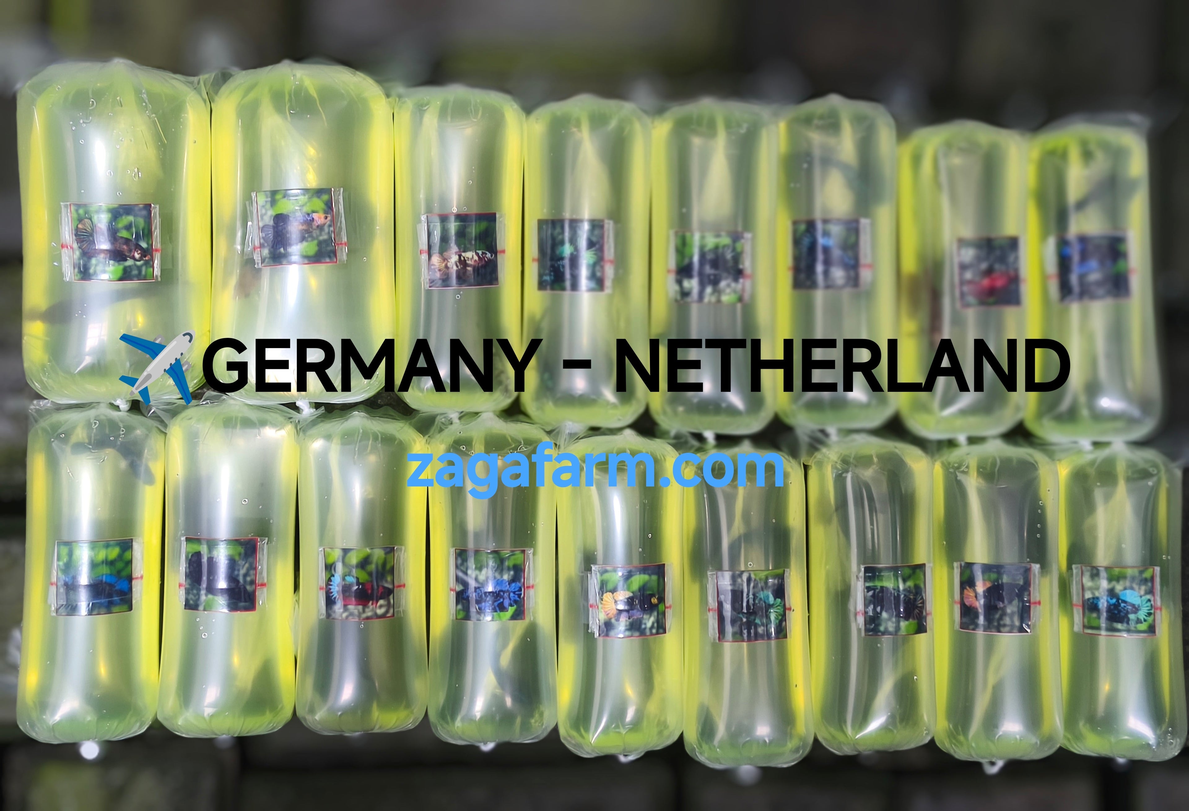 Export 17 Betta to Germany and Netherlands