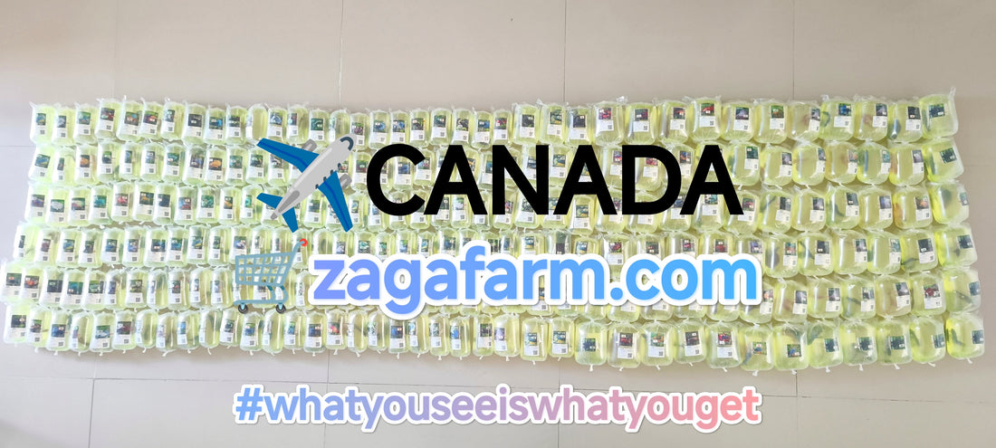 Export 237 Betta to Canada