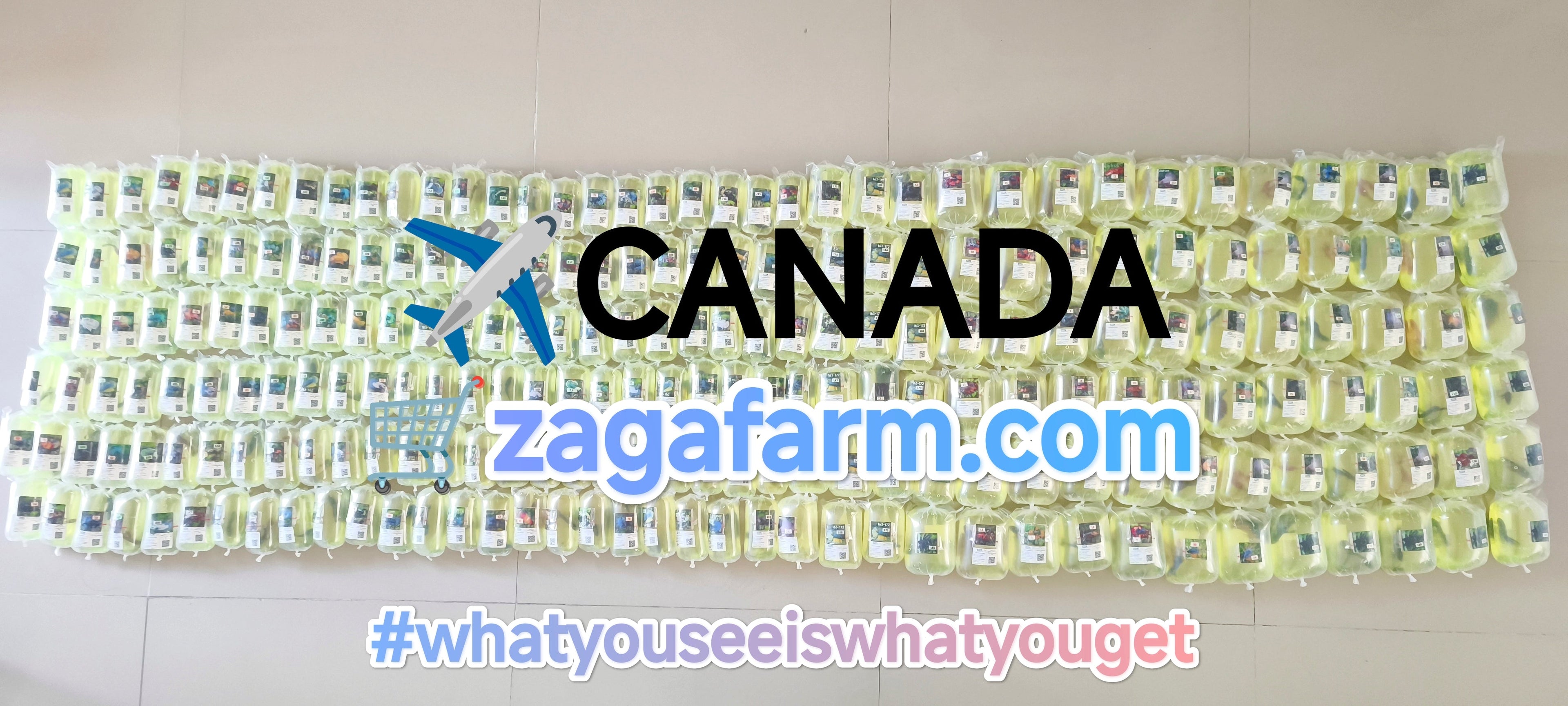 Export 237 Betta to Canada