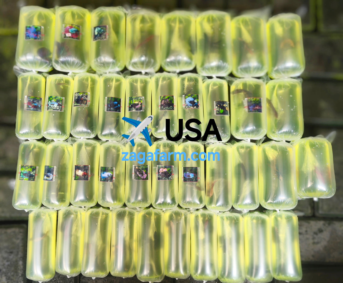 Export 39 Betta to USA