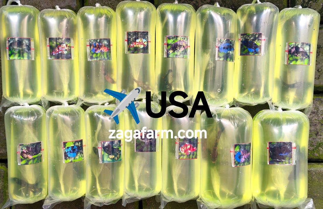 Export 15 Betta to USA