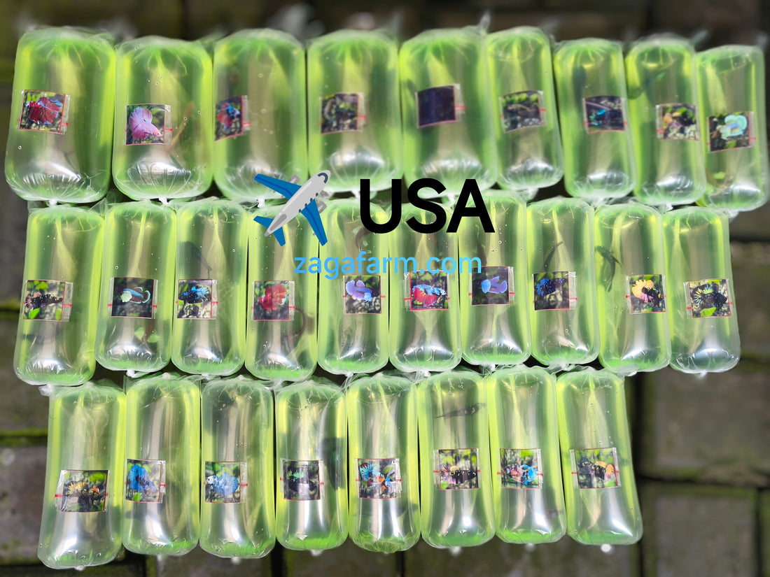 Export 27 Betta to USA
