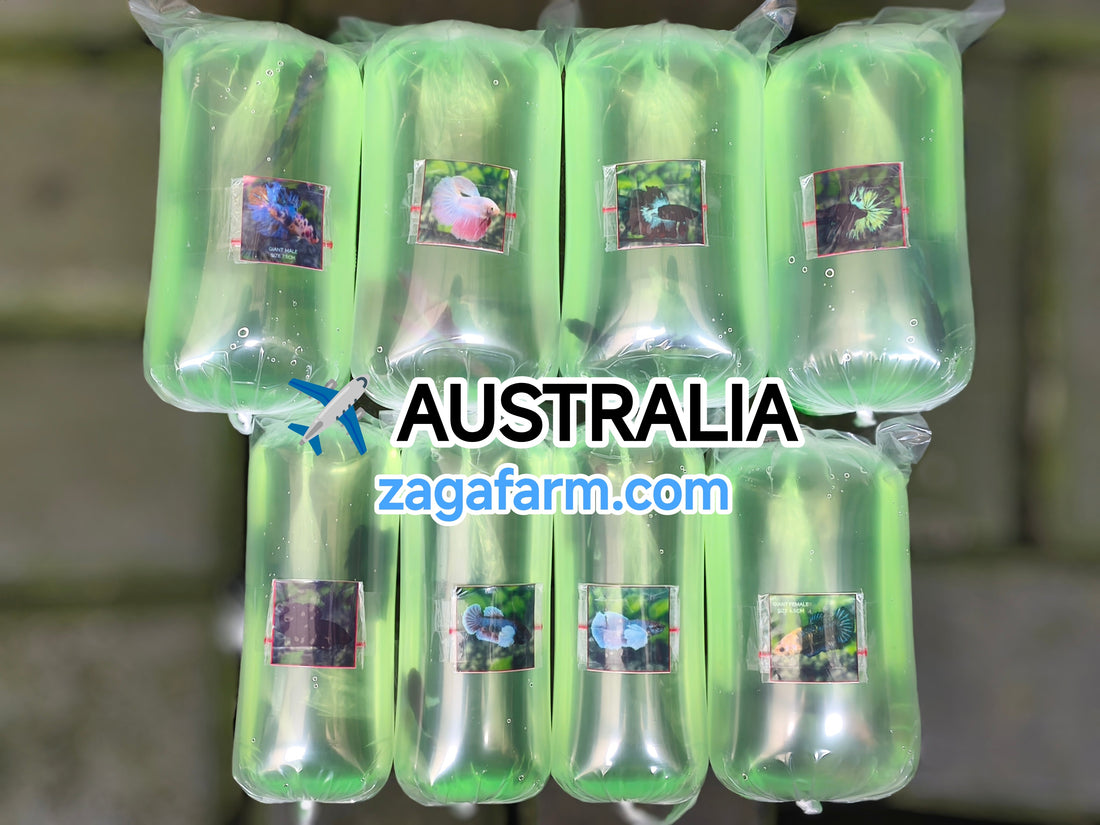 Export 8 Betta to Australia