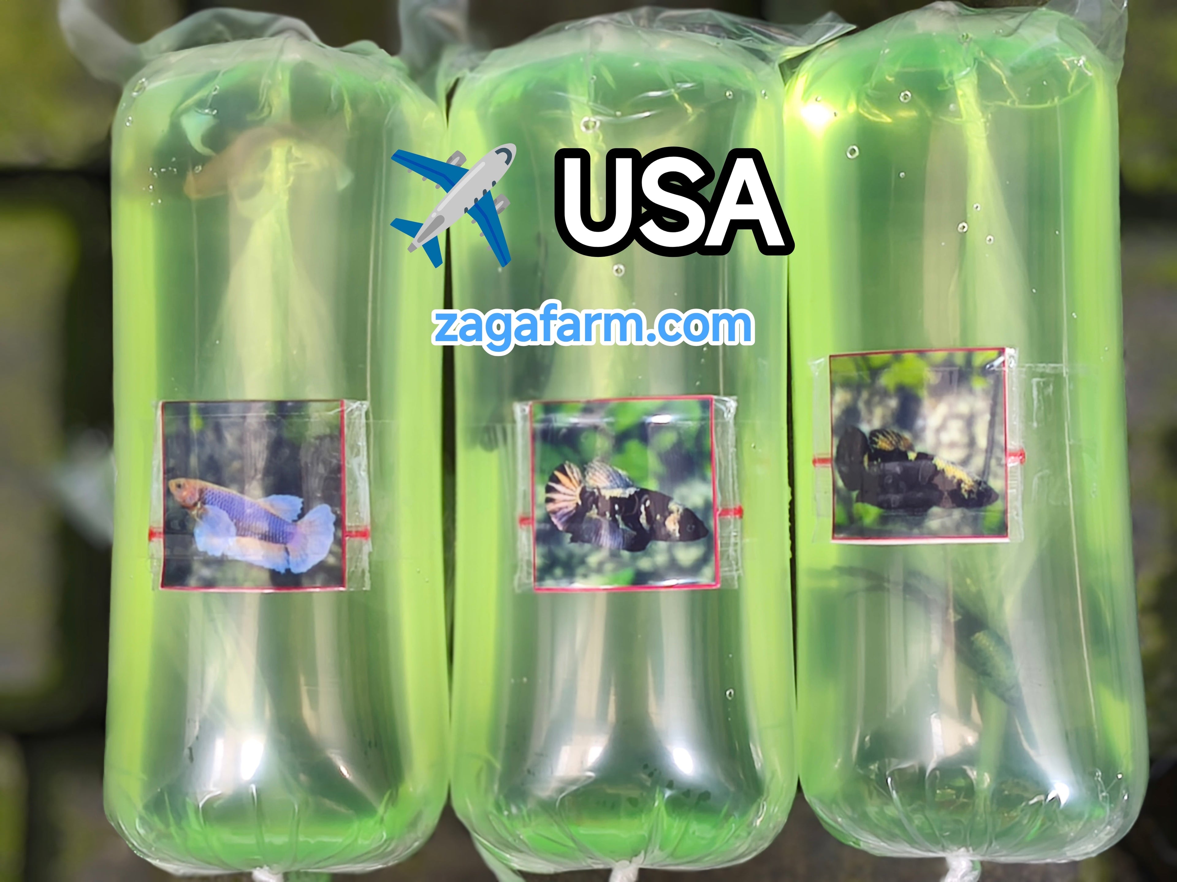 Export 3 Betta to USA