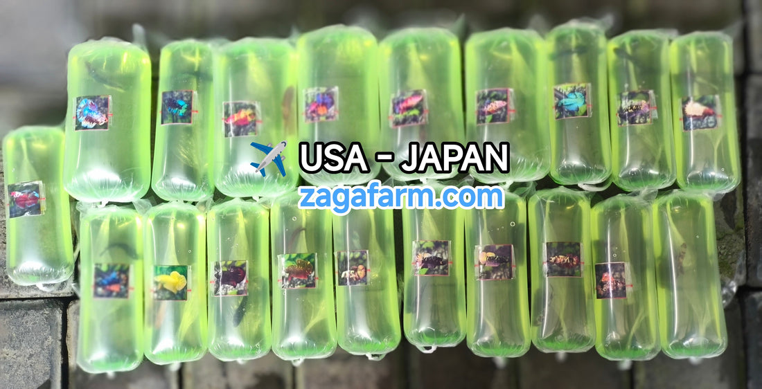 Export 20 Betta to USA & Japan