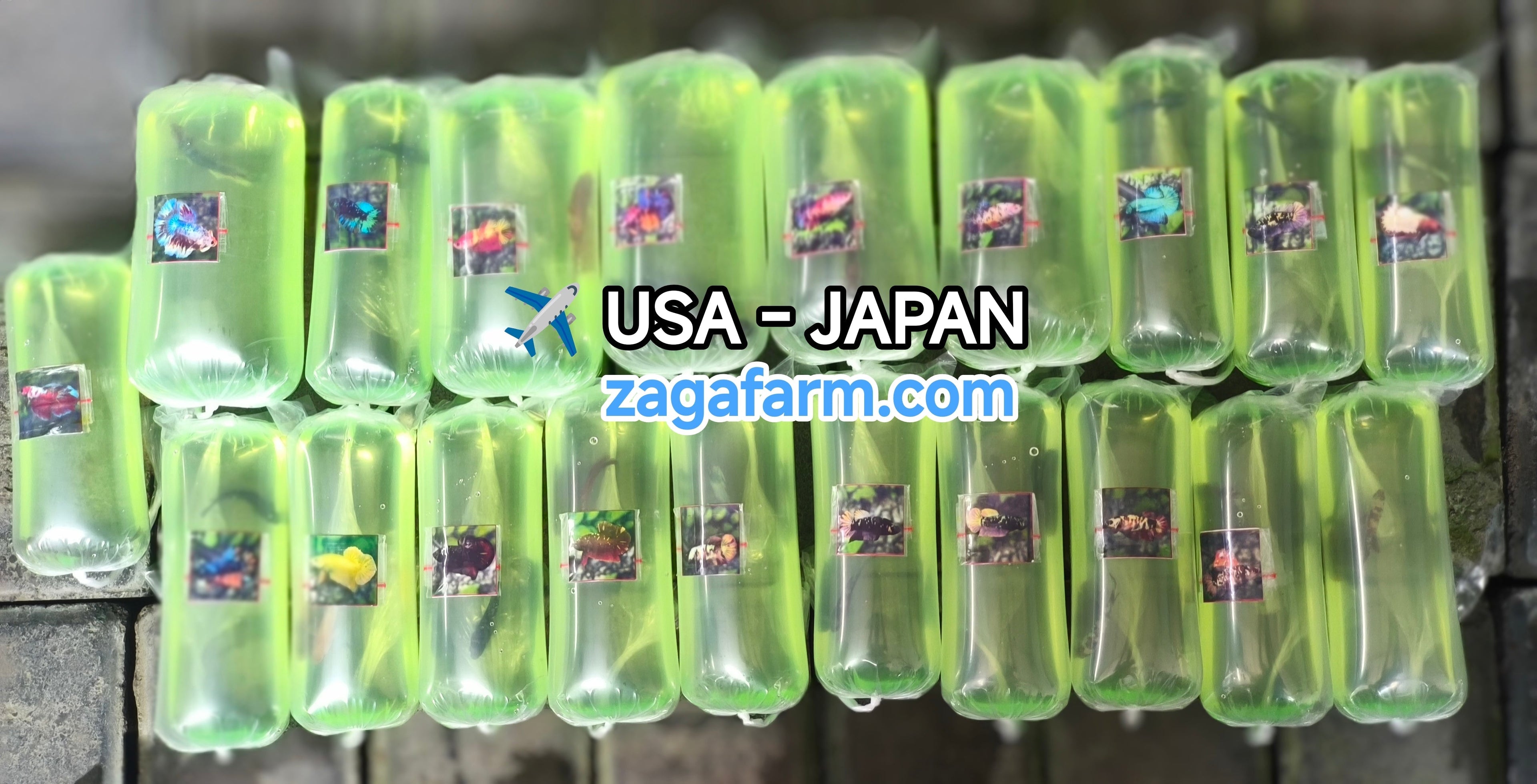 Export 20 Betta to USA & Japan