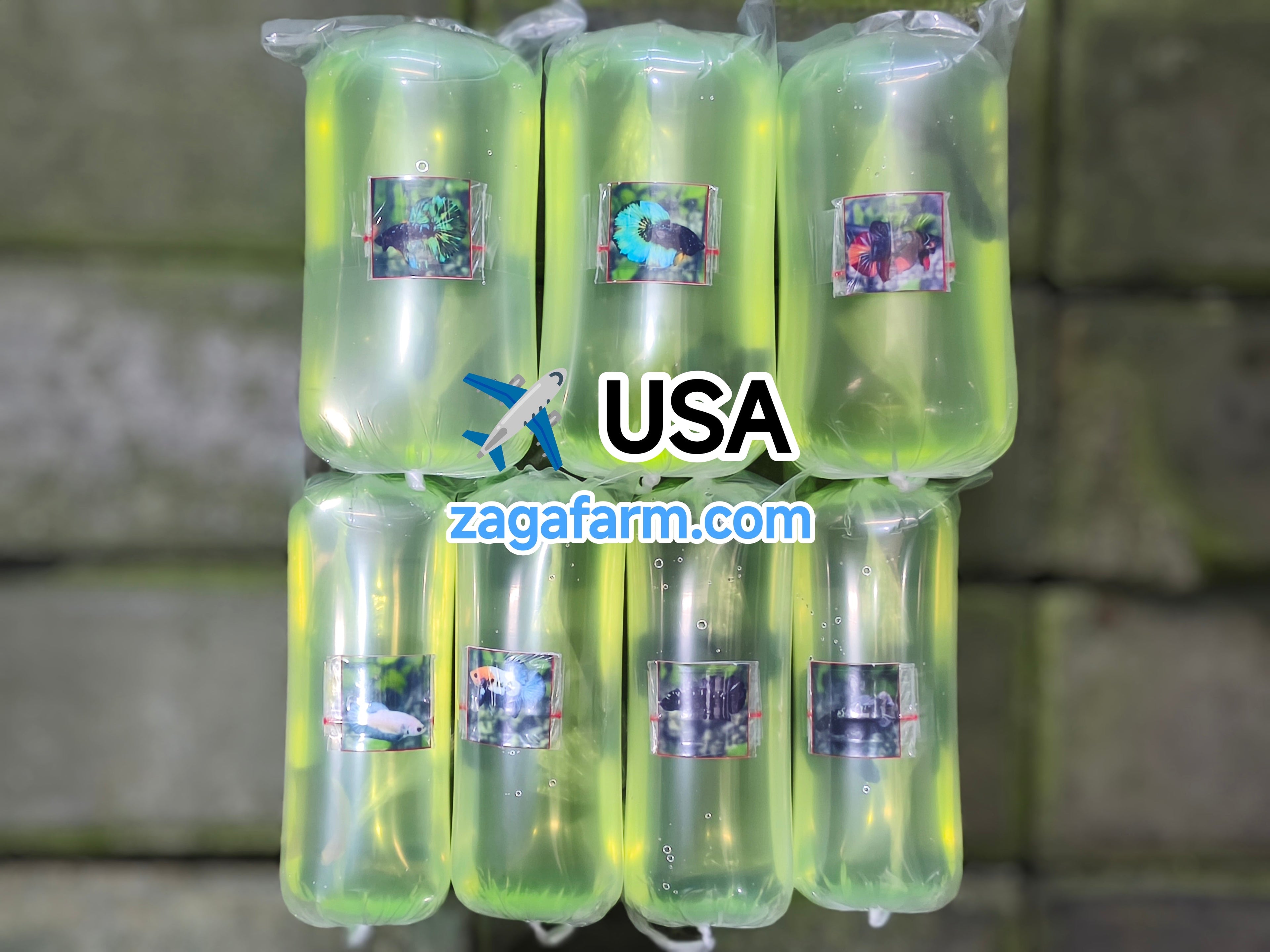 Export 7 Betta to USA