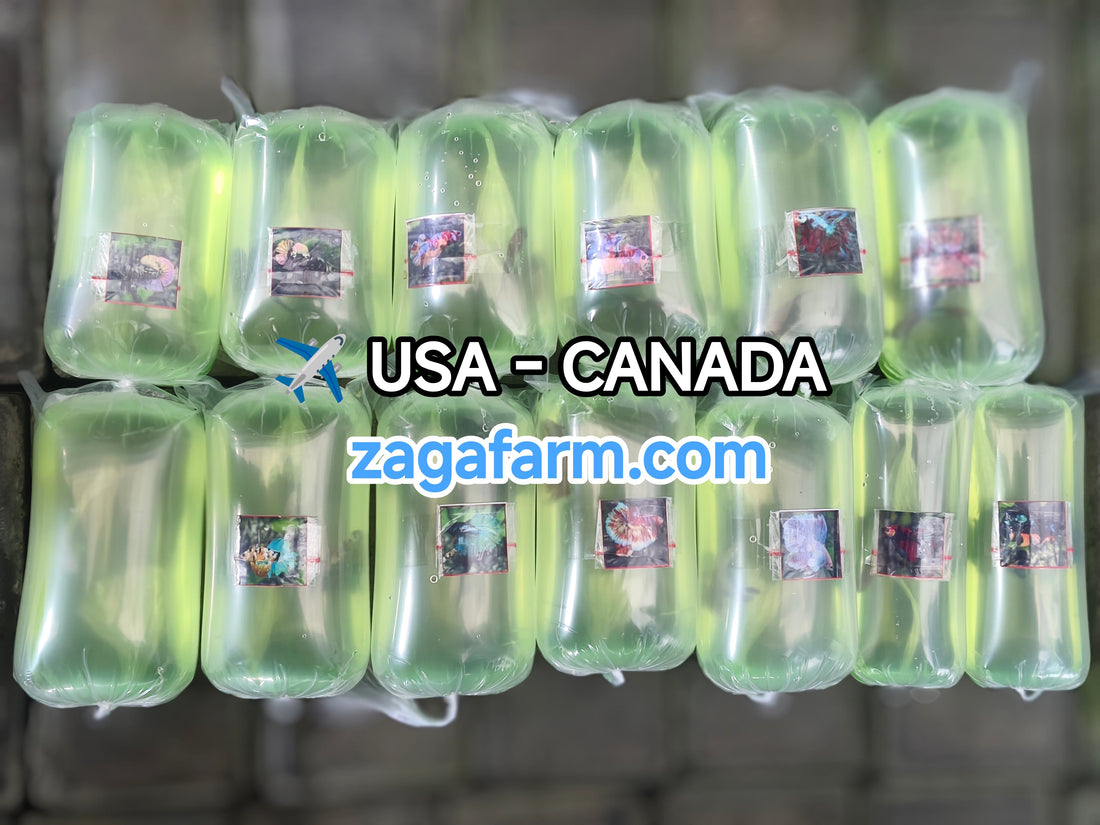 Export 13 Betta to USA & Canada