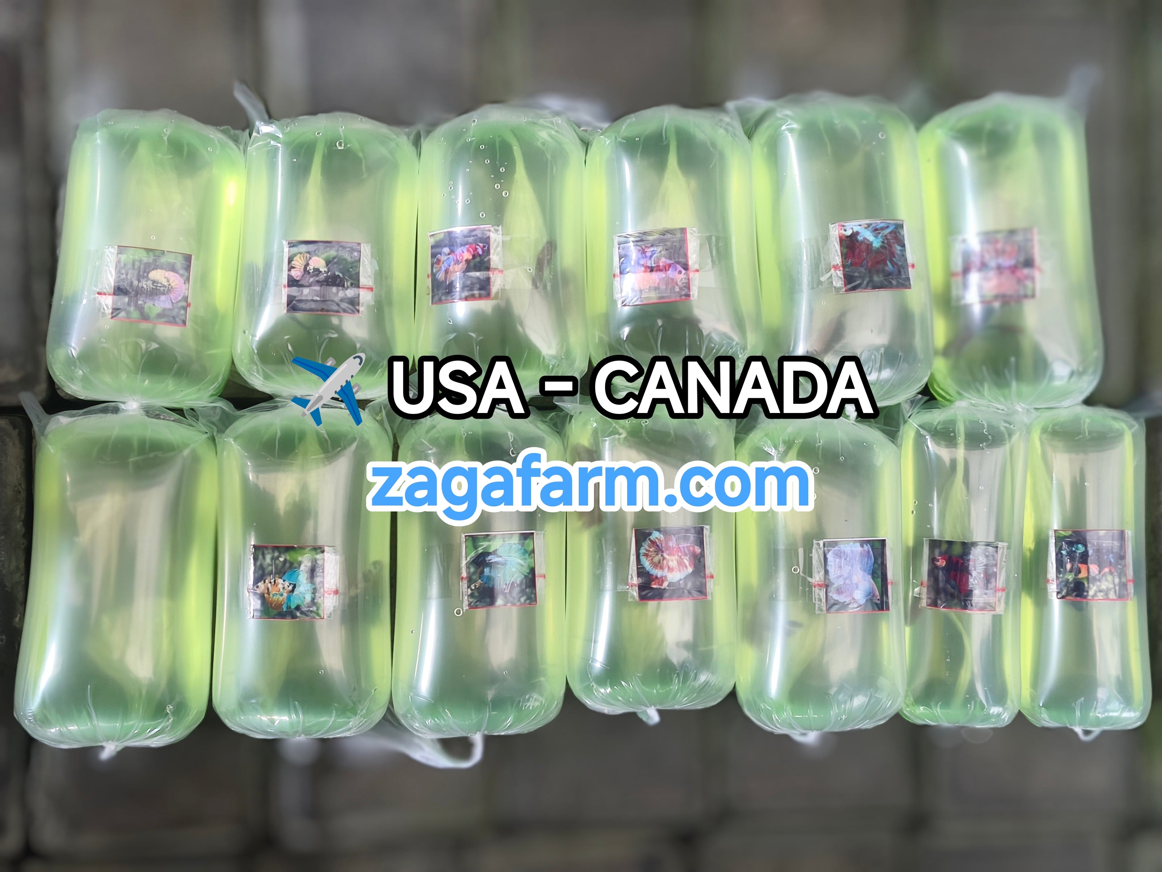Export 13 Betta to USA & Canada