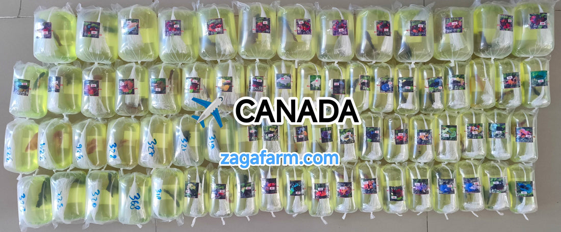 Export 70 Betta Fish to Canada