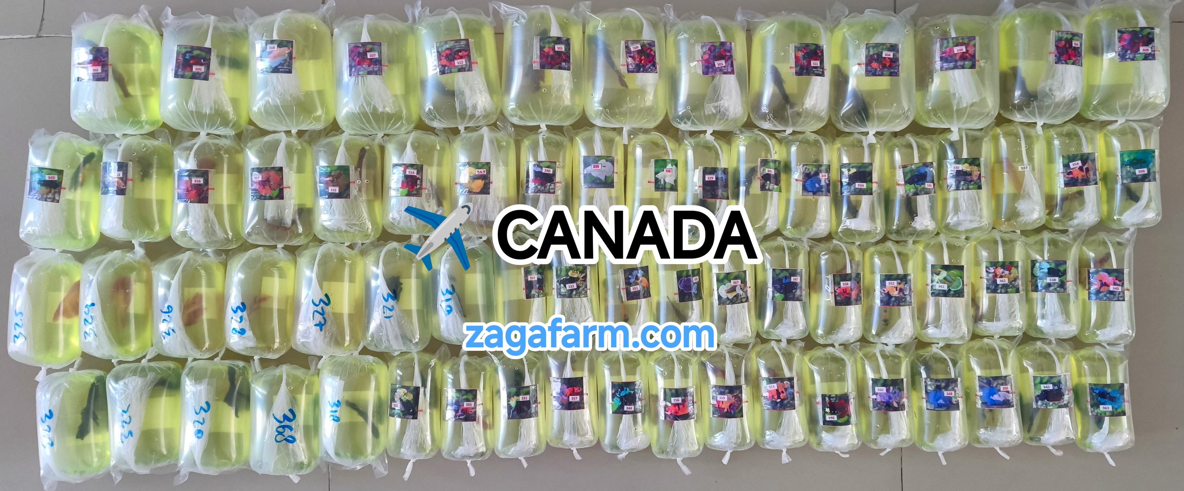 Export 70 Betta Fish to Canada